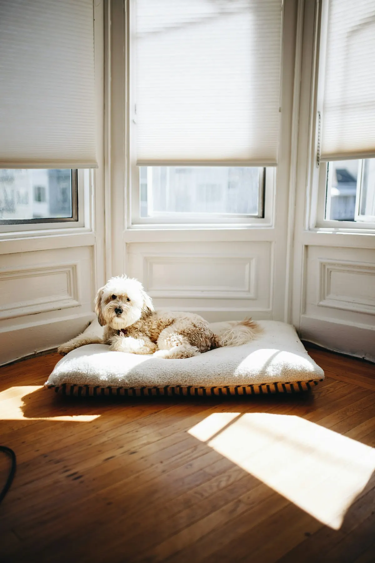 Chien allongé sur son coussin près d’une fenêtre à San Francisco